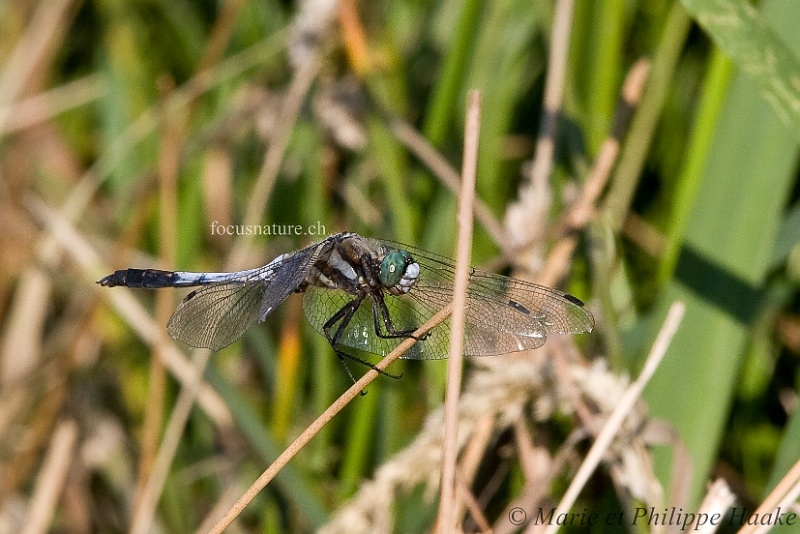 Orthetrum 0836_wm.jpg - Libellule orthétrum mâle (Brenne, France, juin 2009)